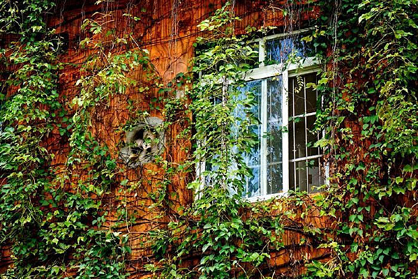 ������ɫ����