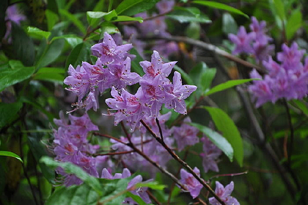 ��ɽ����ɫ��Ұ��