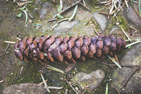 �������ĳ������ɹ�