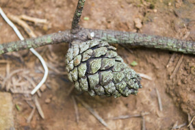 ���������ɹ�