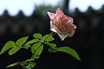 ��ɫ���¼���