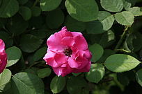 ���¼���