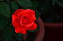 ��Ӱŭ�ŵ����޺�õ�廨��ͼƬ