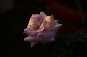 ��ӰЧ����ɫ�¼���ͼƬ