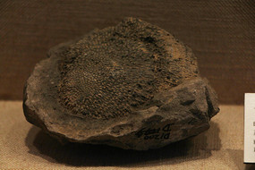 ���������������ɺ��