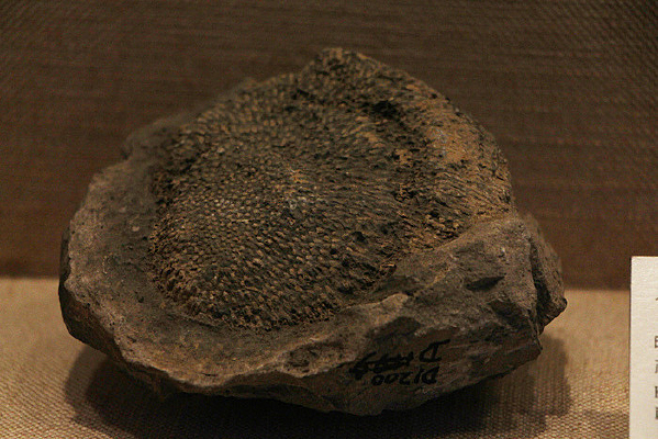 ���������������ɺ��