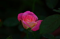 �������¼�������ͼƬ