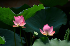 컨Ҷ羰ͼƬ