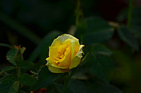 ���¼������ʻ���дͼƬ