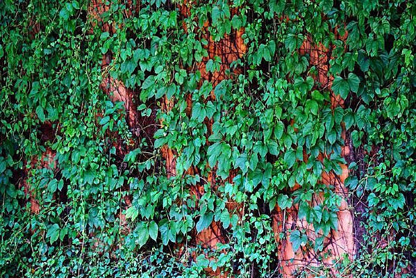 ����ֲ��Ҷ��