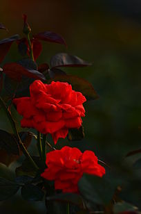 �����Ĺ�Ӱ���¼����ʻ�ͼƬ