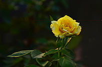 �����Ĺ�Ӱ��õ����ͼƬ