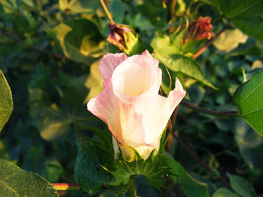 �޻�����