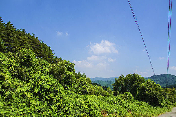 ǧɽľ����·��ɽ�����������