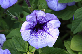 ǳ��ɫ�����Ȼ�