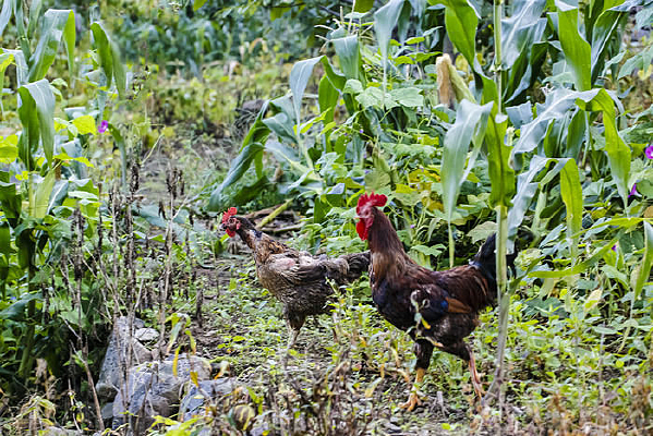 ɢ���Ĺ���