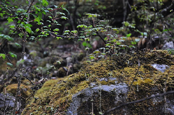 ɭ���СҶ��