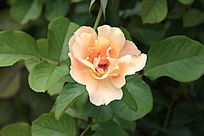 ʢ�����¼���