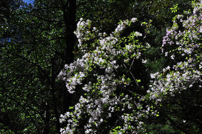 ��ɽ��һƬ����