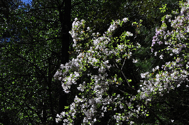 ��ɽ��һƬ����