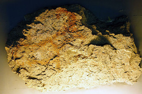 ��ָ���һ�