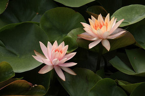 ˫��������