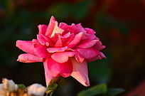 ��д�ۺ�ɫ��õ�廨����ͼƬ