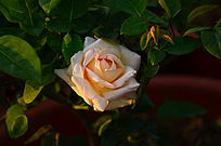 ��д��Ӱ��ɫõ�廨����ͼƬ