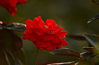 ��д��Ӱ��õ��羰ͼƬ