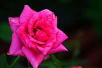 ���޵ķۺ�ɫ�¼��������ʻ�ͼƬ