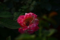 ���޵��¼��������ʻ���дͼƬ