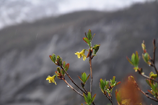 ����һ֦��