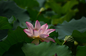 ������ĺɻ�