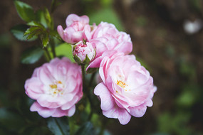 һ�ط�ɫ���¼�