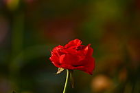 һ�������Ĺ�Ӱõ�廨����ͼƬ