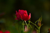 һ�������ĺ�����õ�廨������дͼƬ