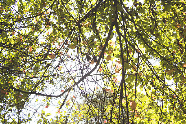 һ���µ�ï����Ҷ