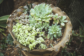 �����ƻ�����Ķ���ֲ��