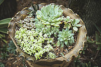 �����ƻ�����Ķ���ֲ��