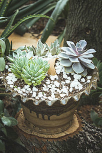 �����ƻ�����ļ������ֲ��