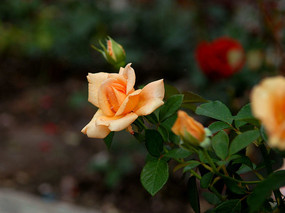 ��ɫ�¼���