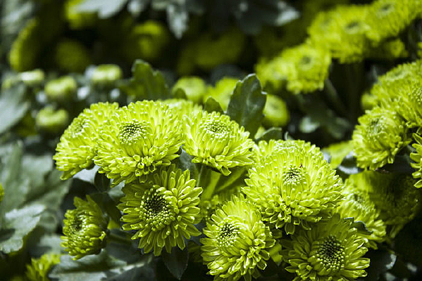 ���̵��л�С��