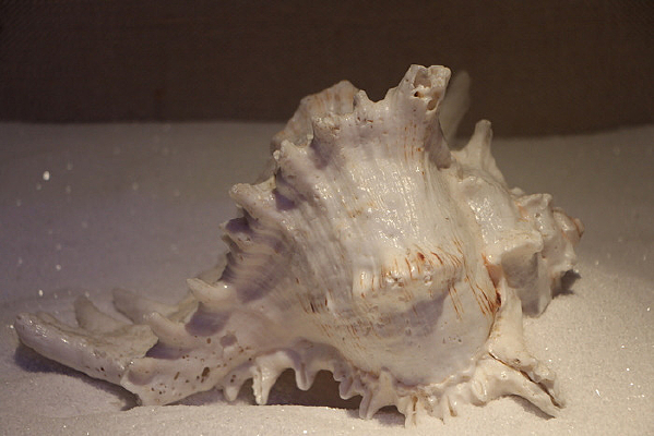 ��ǧ����