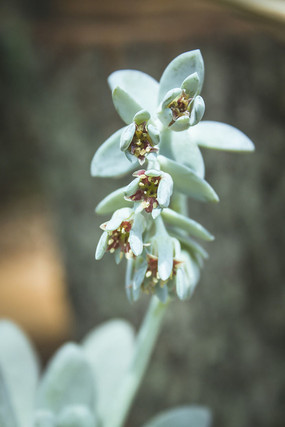 ����ֲ�ﻨ�ܵĻ���