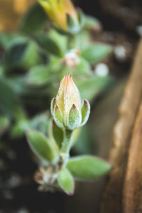 ����ֲ�ﻨ�ܻ���