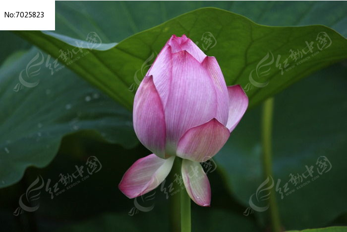 ��ɫ�ĺɻ���ͼƬ