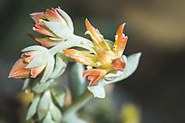 ��ɫ�Ķ���ֲ�ﻨ��