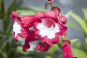 ��ɫ�ķ����