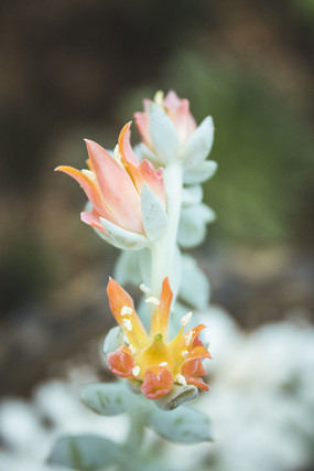 ��ɫ����ֲ�ﻨ�ܵĻ���