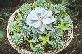 ������Ķ���ֲ��